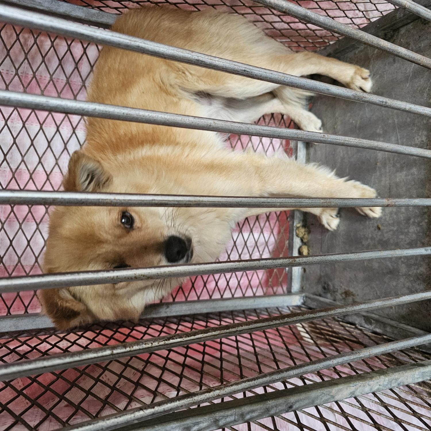 보호중 믹스견의 가…